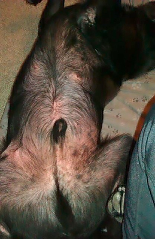 Behandlung von Pruritus Hund Oclacitinib – Fallbericht - hundkatzepferd