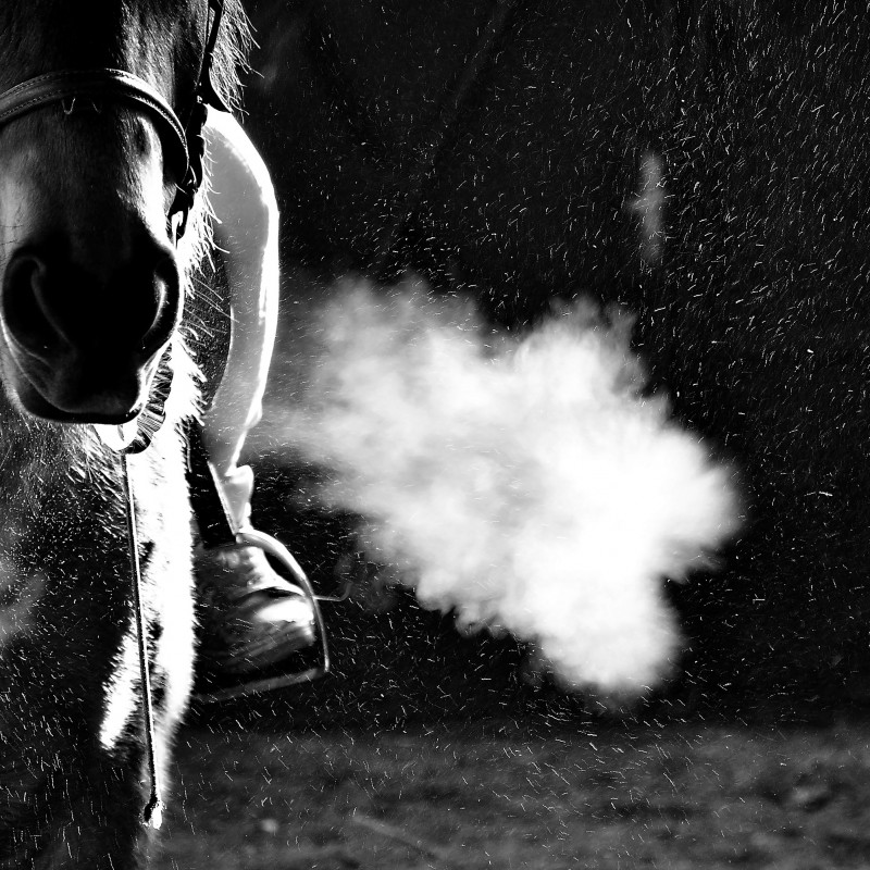 Umwelt und die Lungenfunktion beim Pferd hundkatzepferd